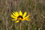 Variableleaf sunflower